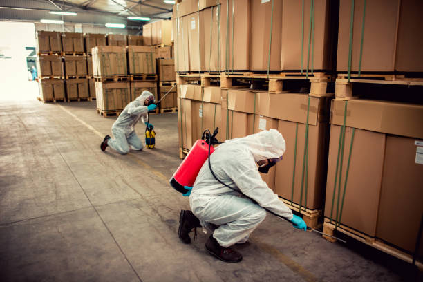 Best Termite Control Services  in Hale Center, TX