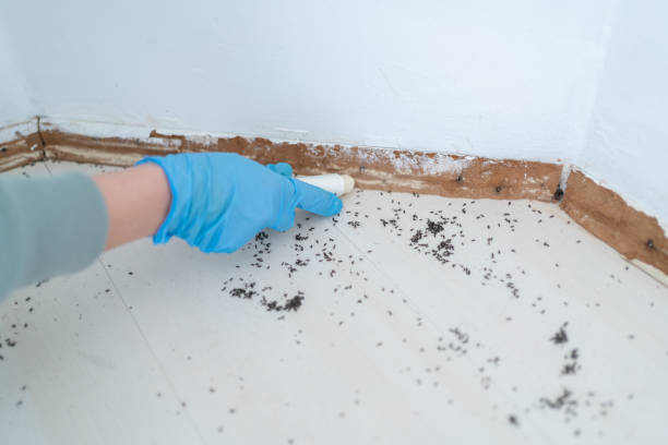 Best Ant Control Services  in Hale Center, TX